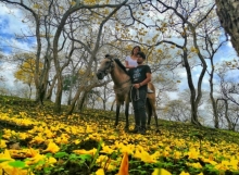 Los guayacanes se aprestan a florecer en Colimes